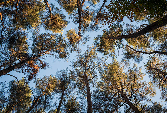 Baum, Baeume, Baumkrone, Natur, Landschaft, Oekologie, Nachhaltigkeit, nachhaltig, Wald, wood, trees, tree, nature, Nature_up side down, Natur, NATURE up side down, Bäume, Wald, Ausstellung, Fotografien, Photoausstellung